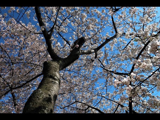 This year’s cherry blossoms in 360-degrees