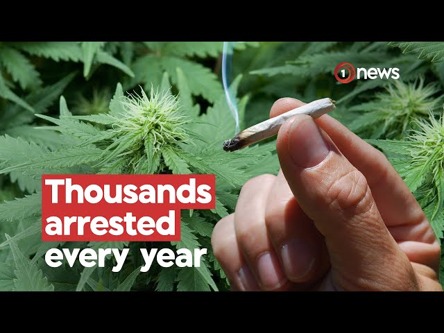 Kiwis in prison for pot possession cost taxpayers $1.3m | 1News on TVNZ+