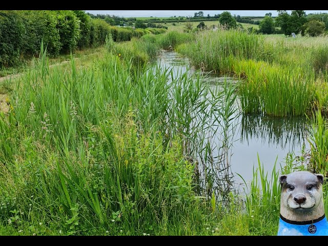 Bourton Meadow