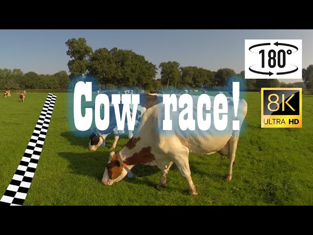 180° POV: Grazing cow race! Who will win??