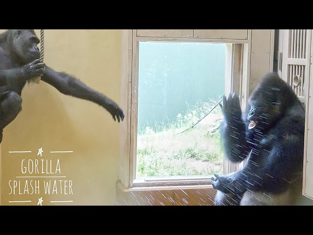 Gorilla Daughter Messes With SILVERBACK Dad Water Splash | The Shabani's Group