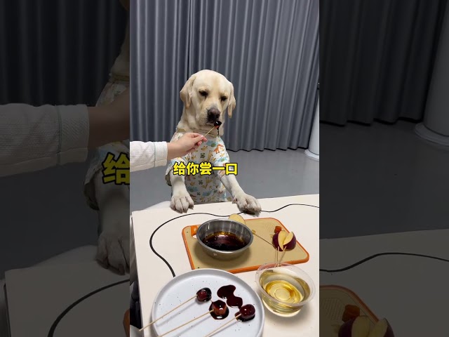 I finally learned how to make candied haws, but my dog ​​refused to eat it and wouldn't let me e