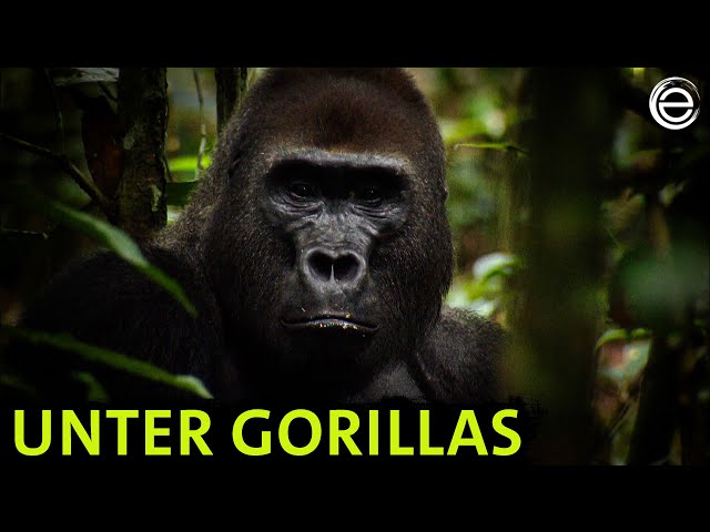 Adventure Jungle – Among Gorillas | Erlebnis Erde