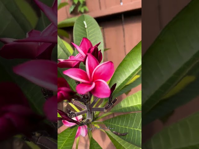 PLUMERIA 🌸 #CM_o8o1 #flower #Plumeria #shorts