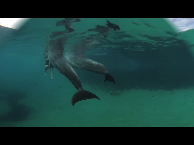 Dolphins Swimming in 360