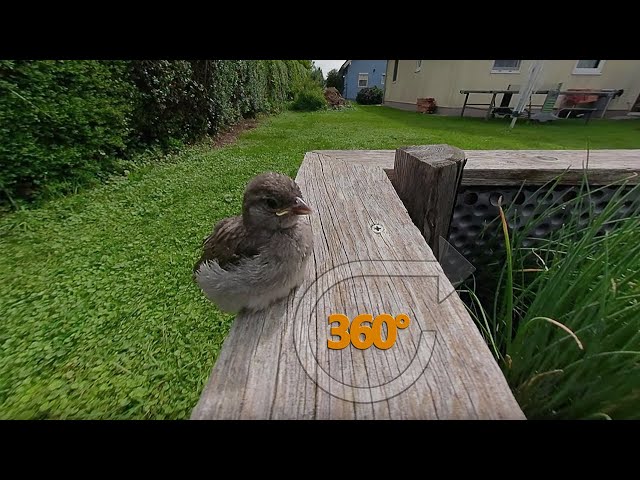 Passer Domesticus grooming himself... 💆‍♂️  | Cute Bird 360°