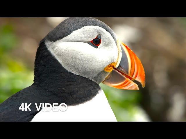 Puffin Hunts Fish To Feed Puffling | 4K UHD | Blue Planet II | BBC Earth