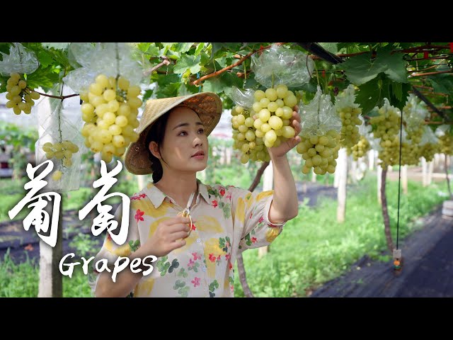 「One Fruit for a Table」Grapes - Sweet Gems on the Vines