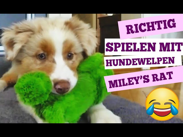 Richtig spielen mit Hundewelpen - Miley's Hundeschule :)