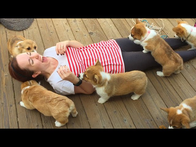 20 Minutes of Adorable Puppies 🐶