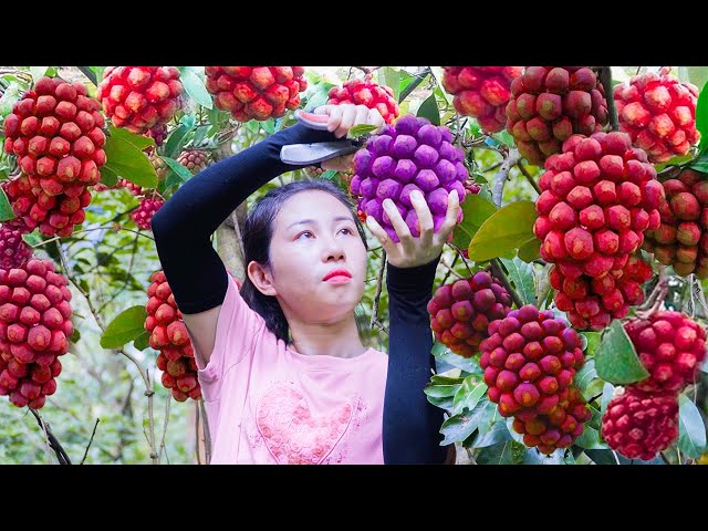 Harvesting GIANT Forest Custard Apple, Make Traditional Forest Custard Apple Wine Go To Market Sell