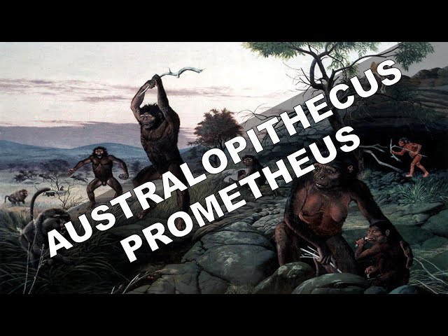 Little Foot: Australopithecus prometheus