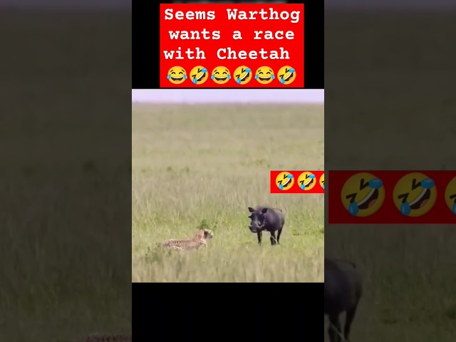 Wildlife : Wild boar 🐗 Vs Cheetahs : Let's Race🤣😂🤣😂  #wildlife #animals #lion