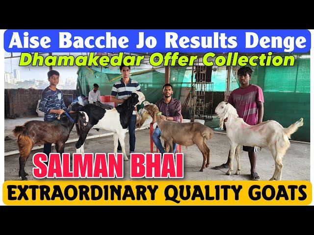 Extraordinary Quality Goat Kid's At SALMAN BHAI | Aise Bacche Jo Apko Result De In Kalyan