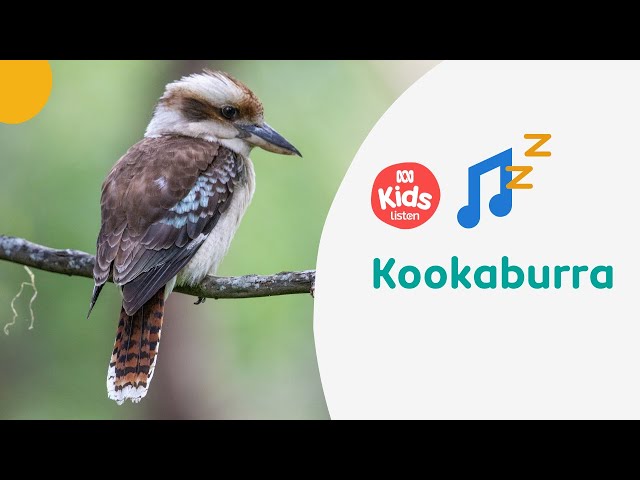 🎵 Kookaburra - Emily Wurramurra | Indigenous Lullabies | ABC Kids listen