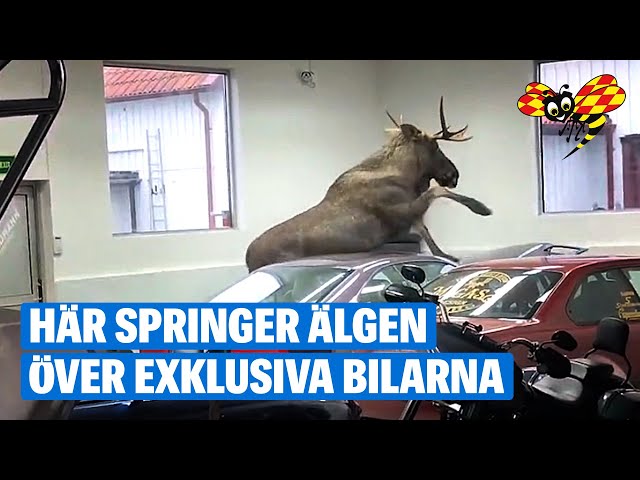 Älgen går bärsärk i garaget i Fjärås