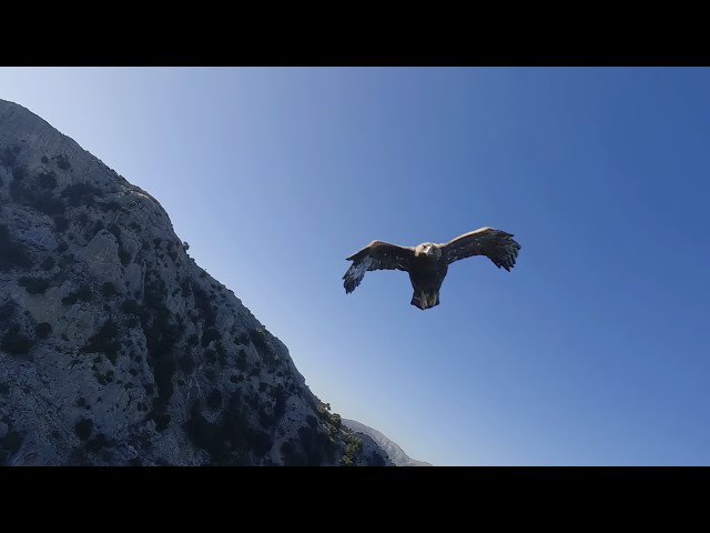 Eagle encounter Sardinia FPV Drone expirience in 3D VR180