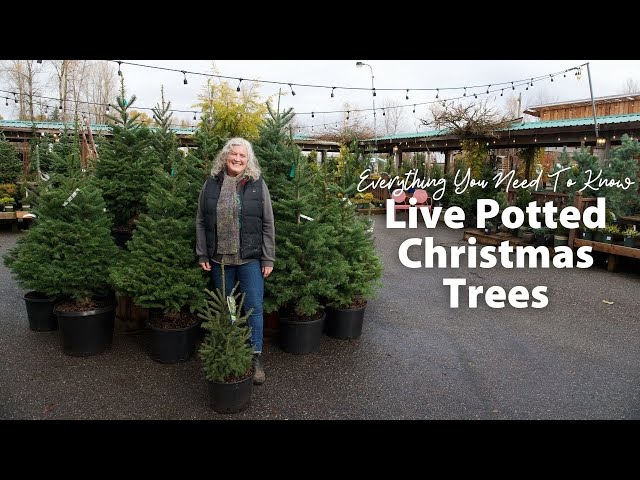 How To: Care for Live Potted Christmas Trees