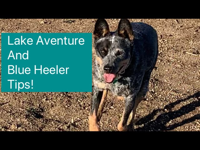 Sarge the Blue Heeler: How to build a better bond between you & your Heeler