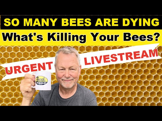 Beekeeping Myth or Fact? What's Killing Your Bees In Autumn?