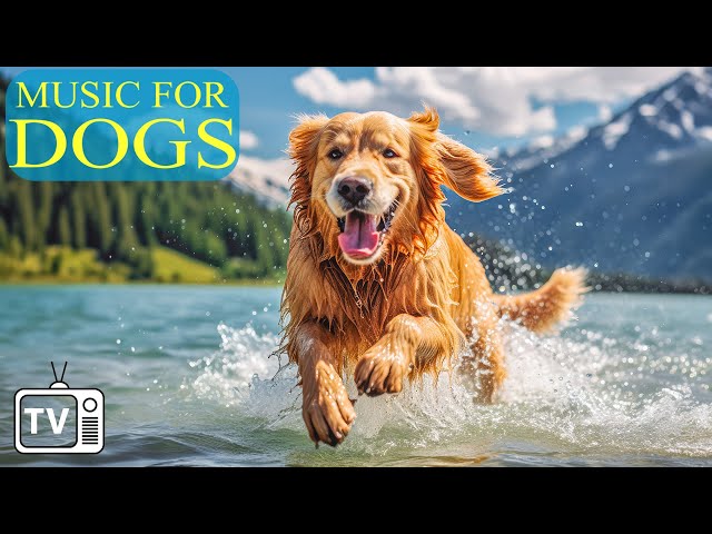 Dog Music & Dog TV: Best Fun and Entertaining TV for Dogs + Anti Anxiety with Music for Dogs!