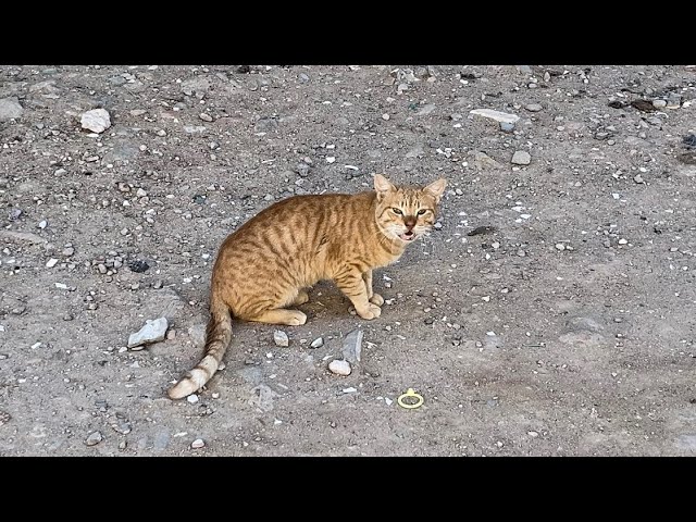 Free video without copyright for creators - Beautiful yellow cat