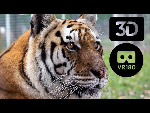 Big Cats in VR 180 3D!