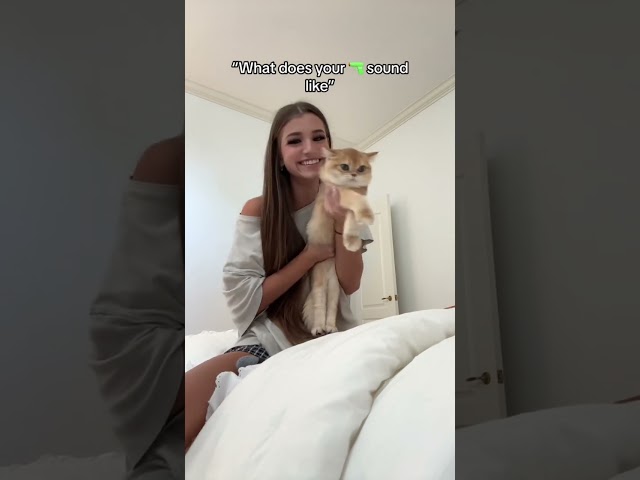 Wait for it.. #cat #cats #love #relatable #shorts #short #couple #school