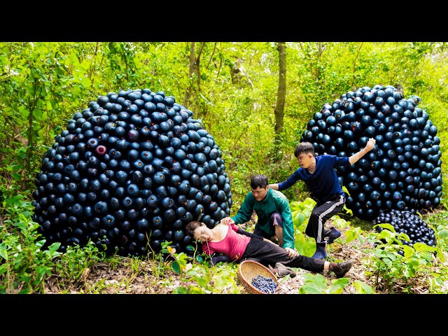 Millions Cow Tick Fruit Harvested By The Beautiful Girl And The Disabled Boy - Sell To The Villagers