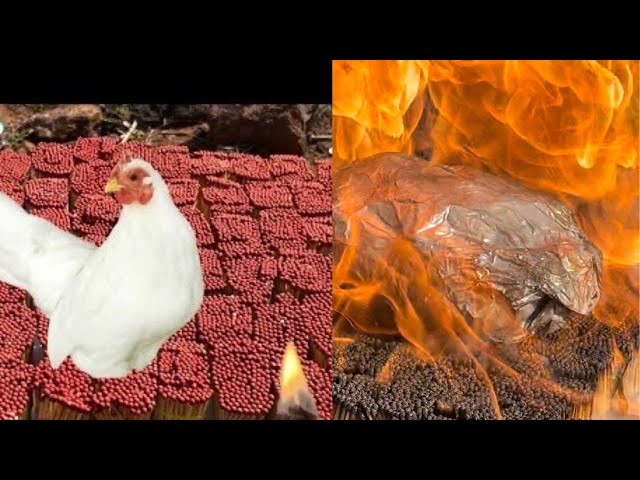 Experiment: Matchstics vs chicken||🔥🔥200000 matchsticks chain dainamo result🔥🔥 #ontrending