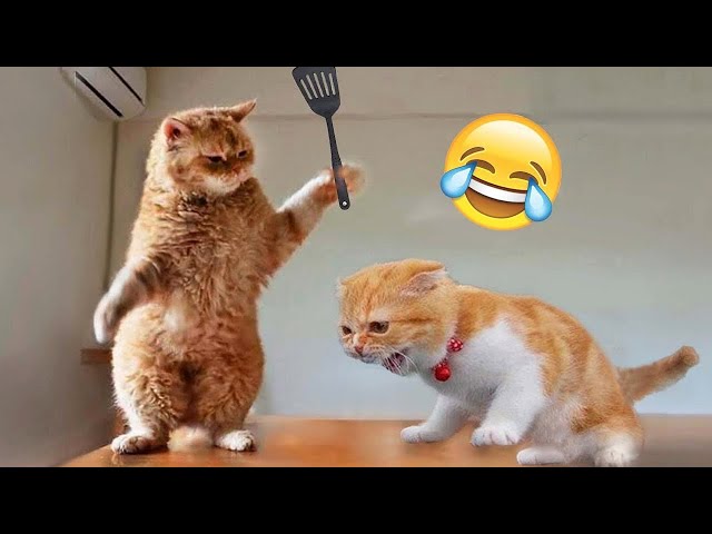 When God sends you a funny cat 😻 The funniest animals and pets 🤣