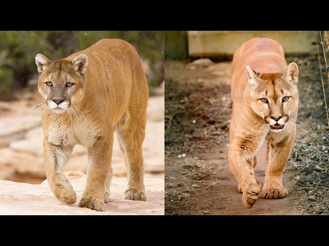 Are Mountain Lions And Cougars the Same Species? | Wildlife Documentary