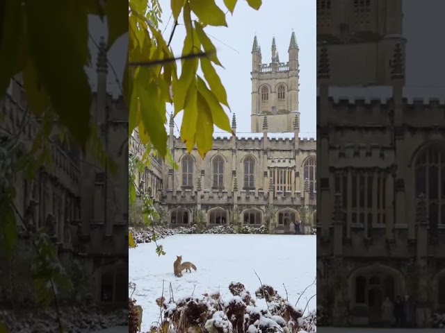 Foxes playing in snow at Magdalen College in Oxford, United Kingdom