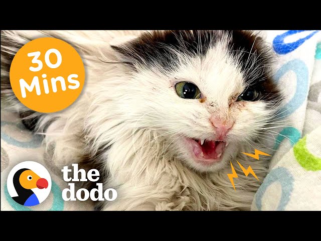 30 Minutes Of Our Favorite Feel-Good Animal Stories | The Dodo