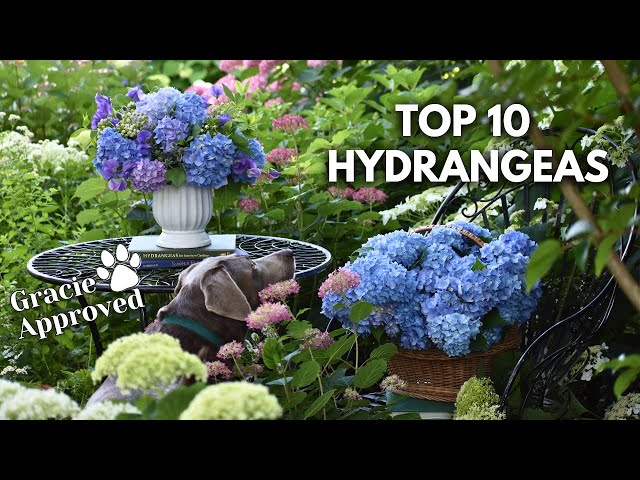 THE BEST HYDRANGEAS FOR YOUR GARDEN 😍