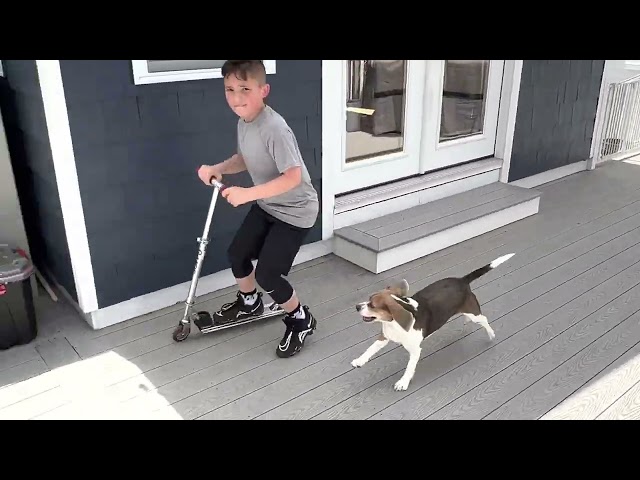 JoJo the Blue Beagle getting some outdoor exercise!!