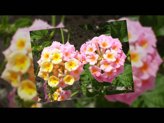 Flor de Duende 🌸 Lantana 🌸 Bandera Española