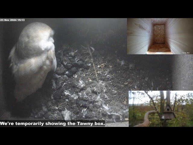 Somerset Barn Owl Live Cam #barnowls #somerset #nature #live #cams