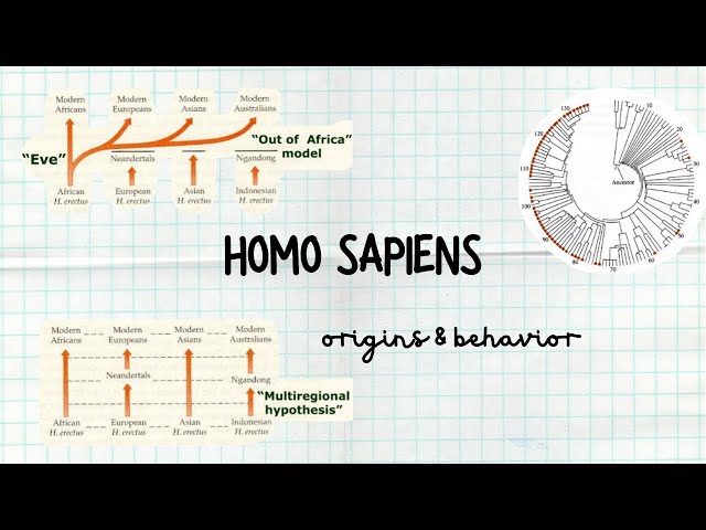 Human Evolution: HOMO SAPIENS origins and behaviour