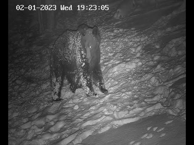 #LIVE 🦊🐗🦌❤🐾🐾Bear - Deer - Wildlife- camera-Transylvania-Romania-Europe- 21.11.2024