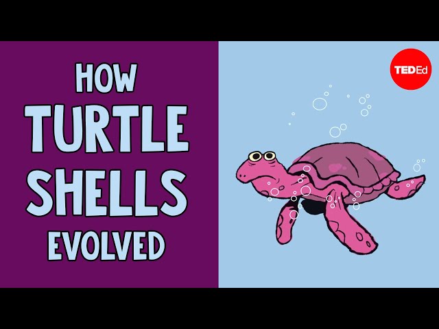 How turtle shells evolved... twice - Judy Cebra Thomas