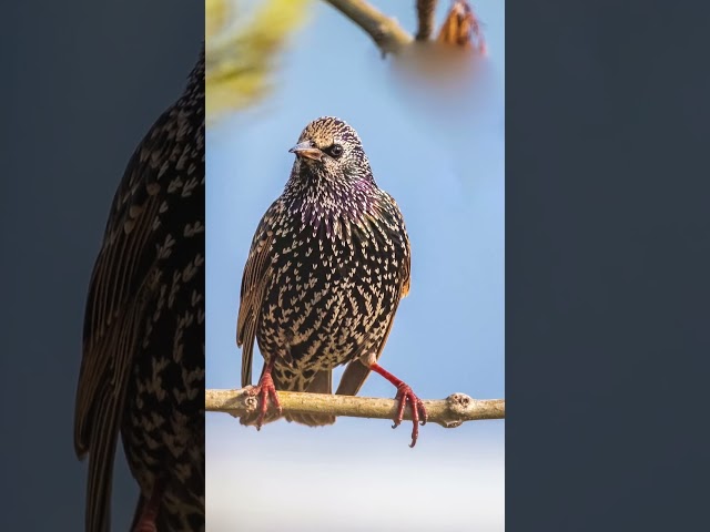 European Starling Bird | Can Mimic Any Sound