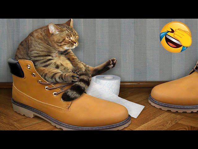 Funny animals - Funny cats and dogs - Funny animal videos 2022 🤣