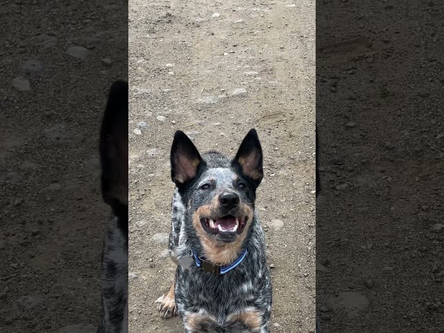 Kobalt The Blue Heeler