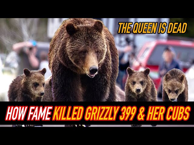 How Internet fame killed Grizzly 399 | The Queen of the Tetons is dead