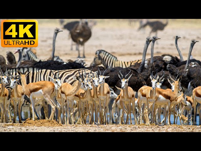 4K African Animal - Tsavo West National Park - Scenic Wildlife Film With Calming Music