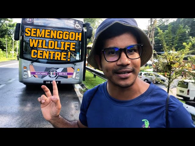 Kuching Metro FREE Bus Ride to Semenggoh Wildlife Centre! 🌿