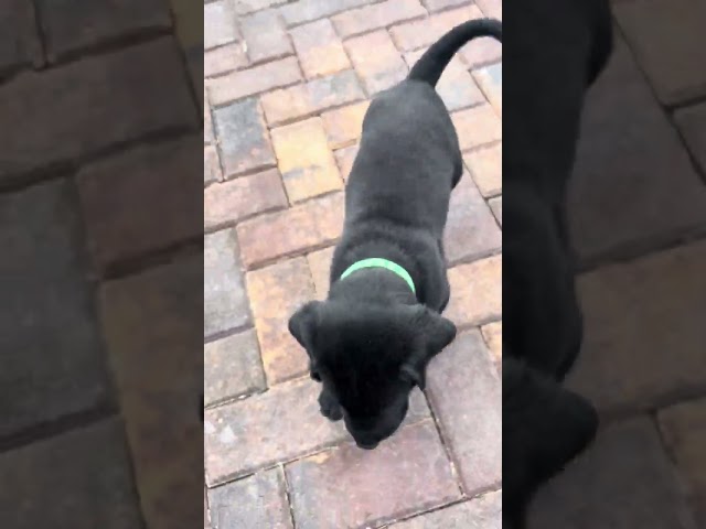 AKC BLACK LAB PUPPIES