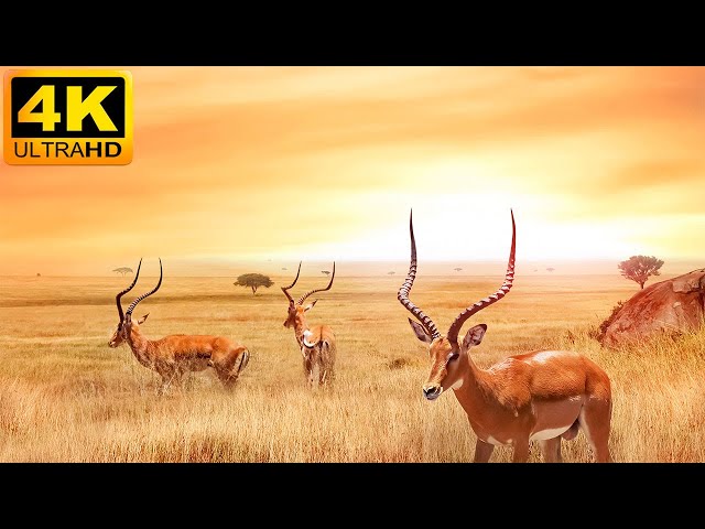 4K African Wildlife - Great Migration, Serengeti National Park to the Maasai Mara, Kenya