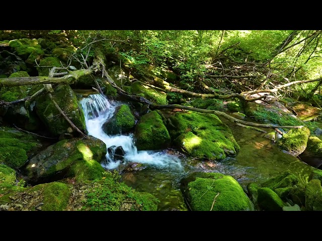 Magical Forest Sounds, Bird Song, Babbling Brook, Nature Sounds, ASMR